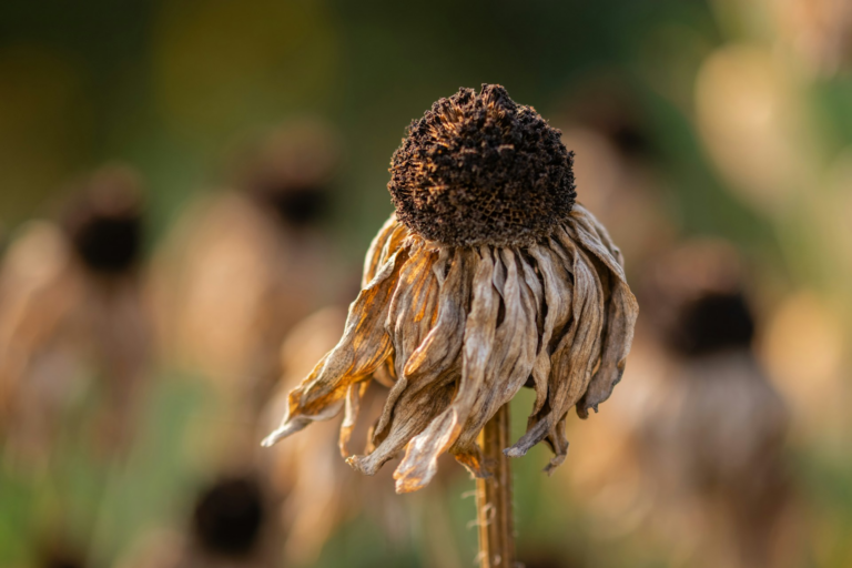 blume vertrocknet