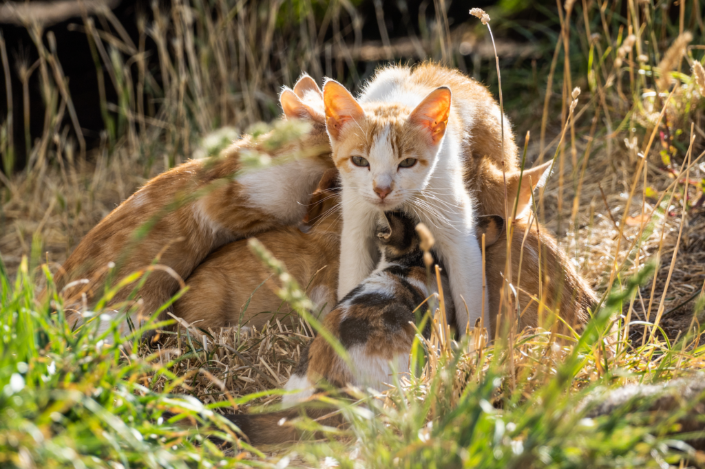 katzenhaufen im grünen klein