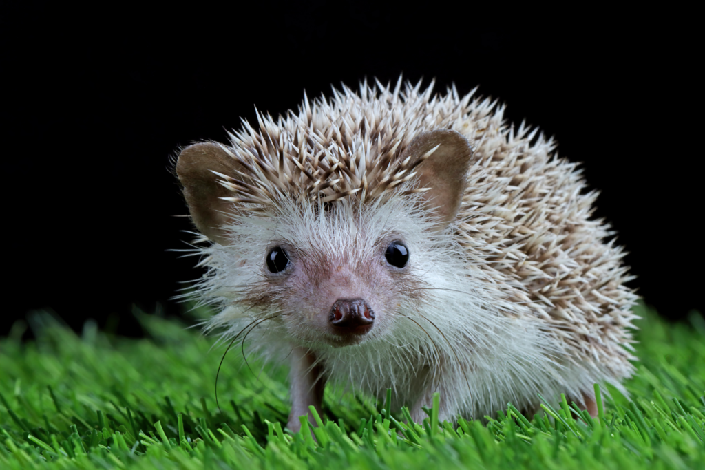 cute baby hedgehog closeup grass with black background